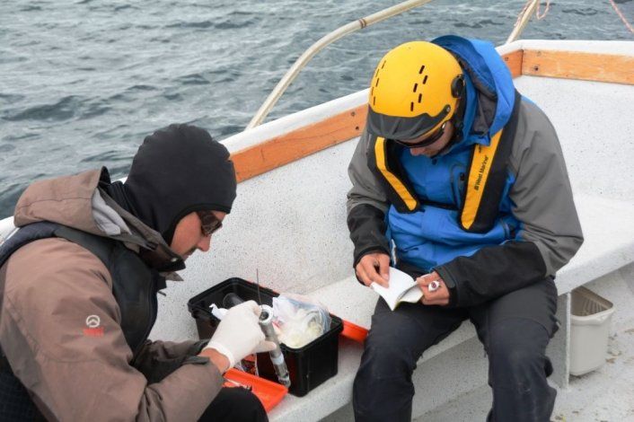 Colocarán entre 5 y 10 dispositivos a ejemplares de Ballena Franca