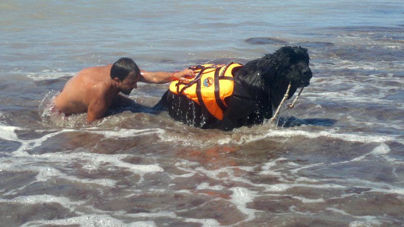 Newfoundland Dog Water Rescue In Genes Newfoundland Dog Water Rescue In Genes