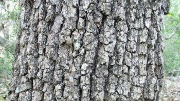 ¿podes encontrar al animal escondido en este arbol?