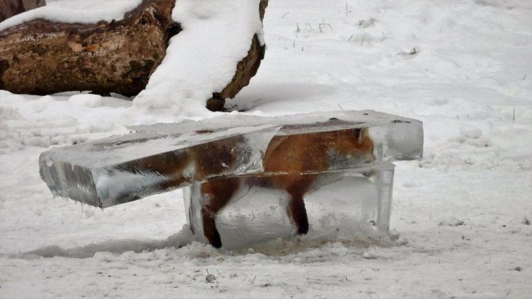 Encontraron un zorro congelado por la ola de frío en Europa