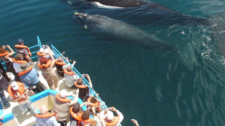 Empiezan a llegar los primeros ejemplares al Golfo nuevo y Península Valdés