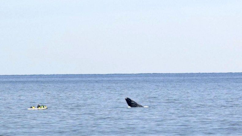 Ballenas en costas de Kilómetro 3 con testigos privilegiados