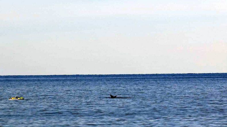 Ballenas en costas de Kilómetro 3 con testigos privilegiados