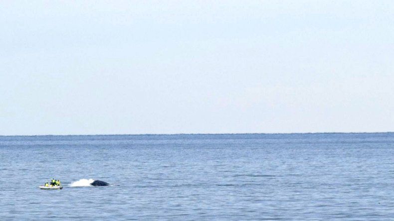 Ballenas en costas de Kilómetro 3 con testigos privilegiados